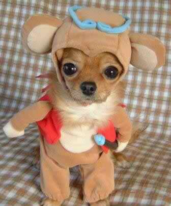 funny pictures of dogs in costumes. Parade Of Funny Dog Costumes!